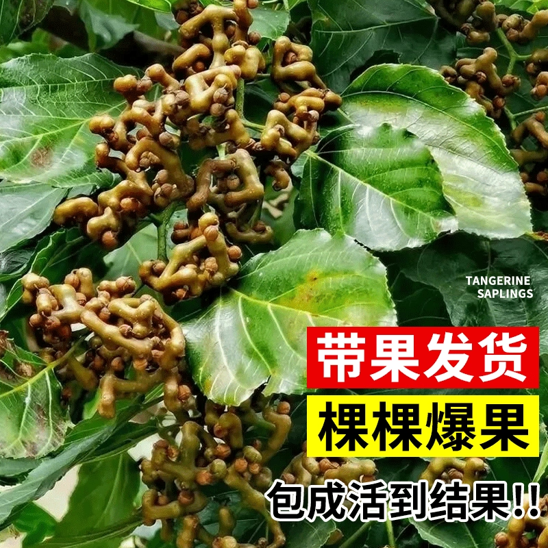 拐枣苗树盆栽南北方种植当年结果拐枣树活苗嫁接金钩梨万寿果树苗,淘宝优惠券,粉丝福利购,淘宝优惠卷