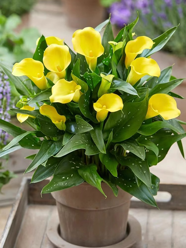 进口马蹄莲种球四季种多年生室内外易活盆栽彩色开花不断花卉植物 - 图0