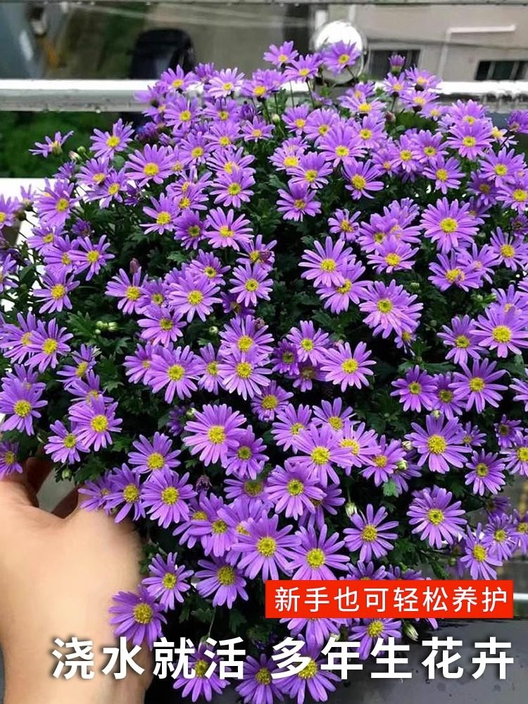 姬小菊种子四季播种多年生太阳花花籽阳台庭院盆栽耐寒花种籽子