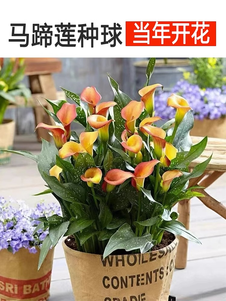 进口马蹄莲种球四季种多年生室内外易活盆栽彩色开花不断花卉植物 - 图1