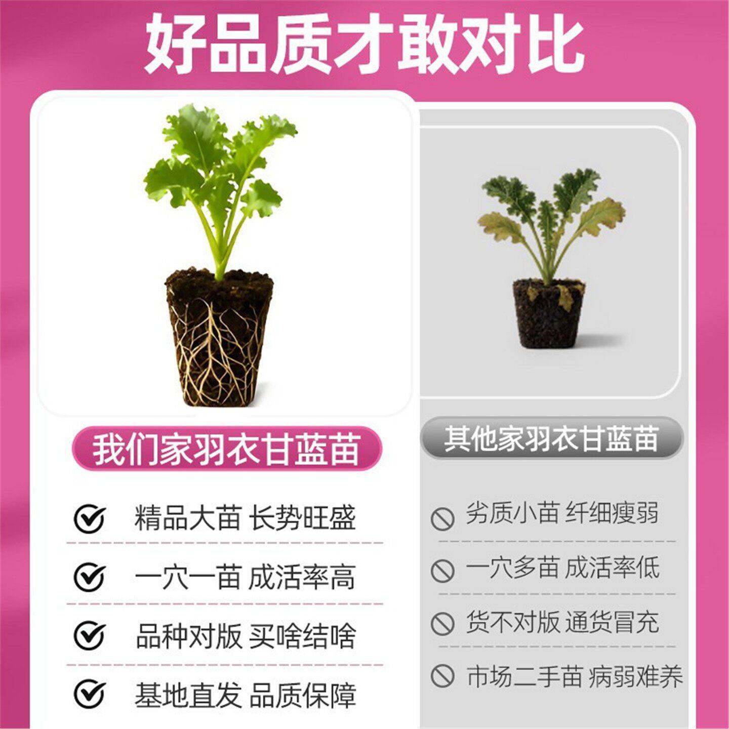 羽衣甘蓝大苗盆栽食用苗四季冬季好养苗新鲜蔬菜幼苗观赏花卉种子,淘宝优惠券,粉丝福利购,淘宝优惠卷