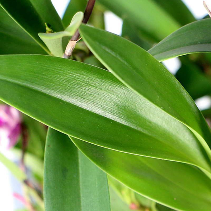香水石斛兰盆栽室内水养绿植带花水培带花苞花卉植物七彩泼墨兰花 - 图2