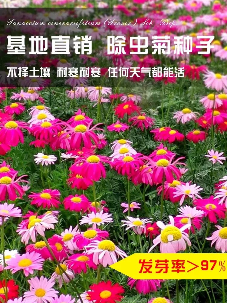 除虫菊花种籽子多年生小雏菊花种籽驱蚊草驱虫菊室外阳台易活花籽