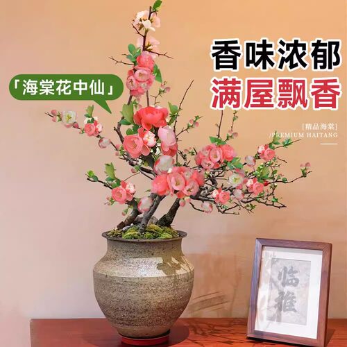 红玉海棠花盆栽苗易活四季带花苞室内外花卉植物重瓣老桩树苗盆景 - 图3