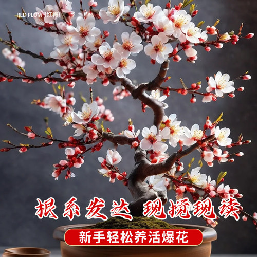 梅花盆栽树苗老桩盆景阳台庭院原生红梅大花浓香花卉耐寒四季腊梅 - 图2