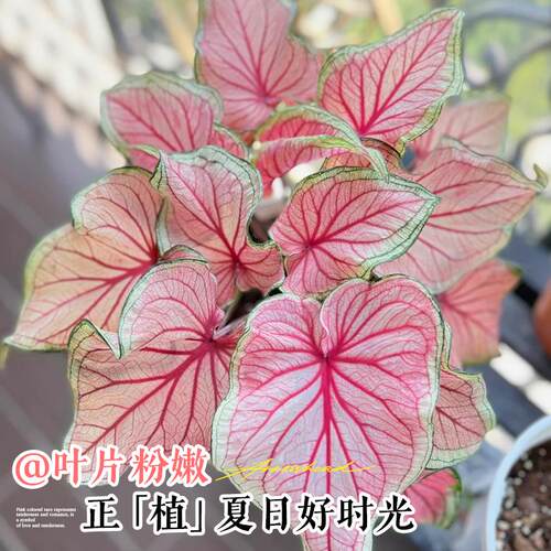彩叶芋盆栽芋类彩色绿植大全室内好养水培植物粉色飞溅海芋竹花卉 - 图2