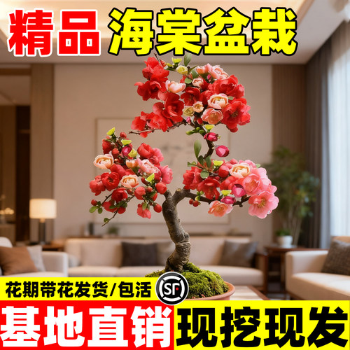 红玉海棠花盆栽苗易活四季带花苞室内外花卉植物重瓣老桩树苗盆景 - 图1