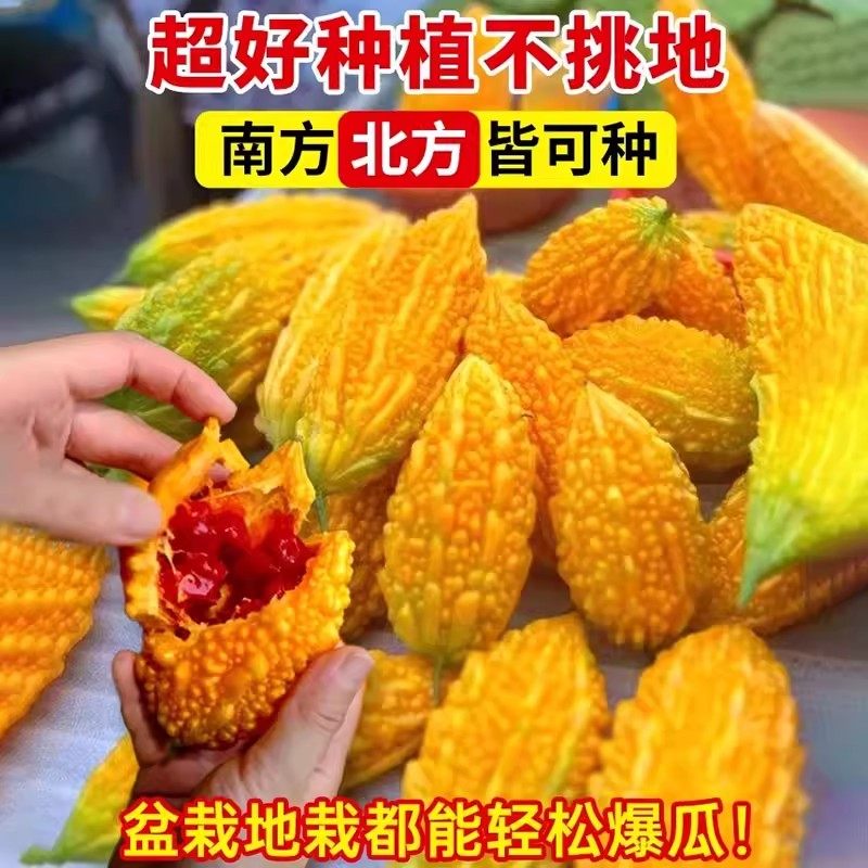 赖葡萄种子籽濑瓜苦瓜金铃子蔬菜水果种子孑四季种植阳台庭院盆栽,淘宝优惠券,粉丝福利购,淘宝优惠卷