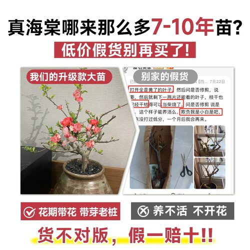 红玉海棠花盆栽苗易活四季带花苞室内外花卉植物重瓣老桩树苗盆景 - 图0