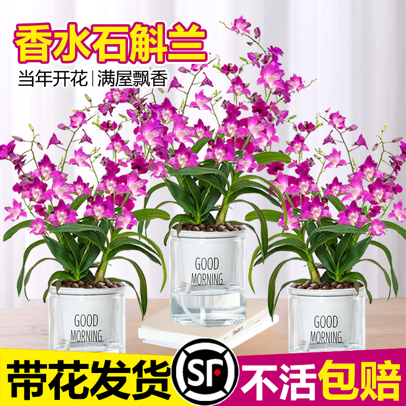 香水石斛兰盆栽室内水养绿植带花水培带花苞花卉植物七彩泼墨兰花 - 图0