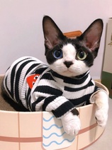 Pure germline Devin curly cat and cat ancestry not falling out of Mao emperors royal cat eclectic tiger zebra Keckönies cat house