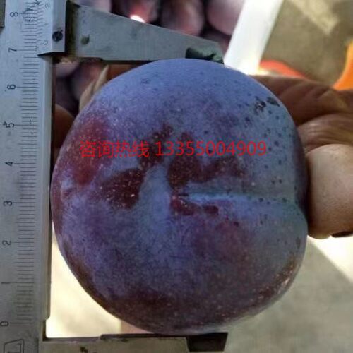 巨型黑霸王李子树苗嫁接特大果黑布林脱骨李子苗当年结果盆栽地栽 - 图1