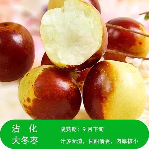 大荔冬枣树活苗树特大青脆大枣嫁接北方南方种植庭院果树果苗盆栽 - 图2