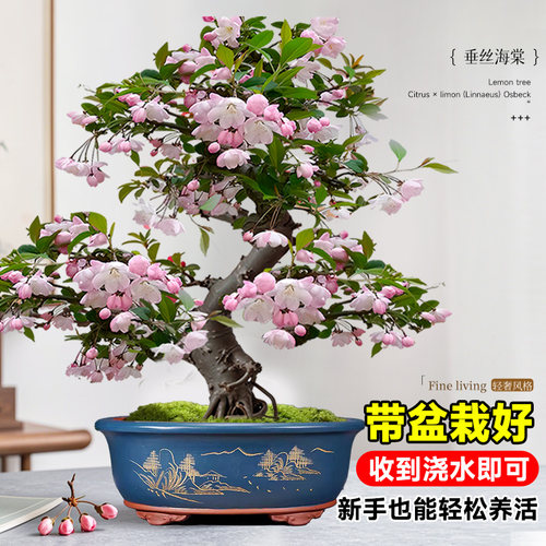 海棠花盆栽四季开花树苗老桩盆景客厅花卉绿植室外庭院植物好养活 - 图2