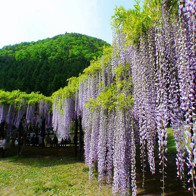 紫藤树苗爬藤植物阳台庭院围墙多季开花攀援长穗花卉盆栽室外耐寒 - 图3