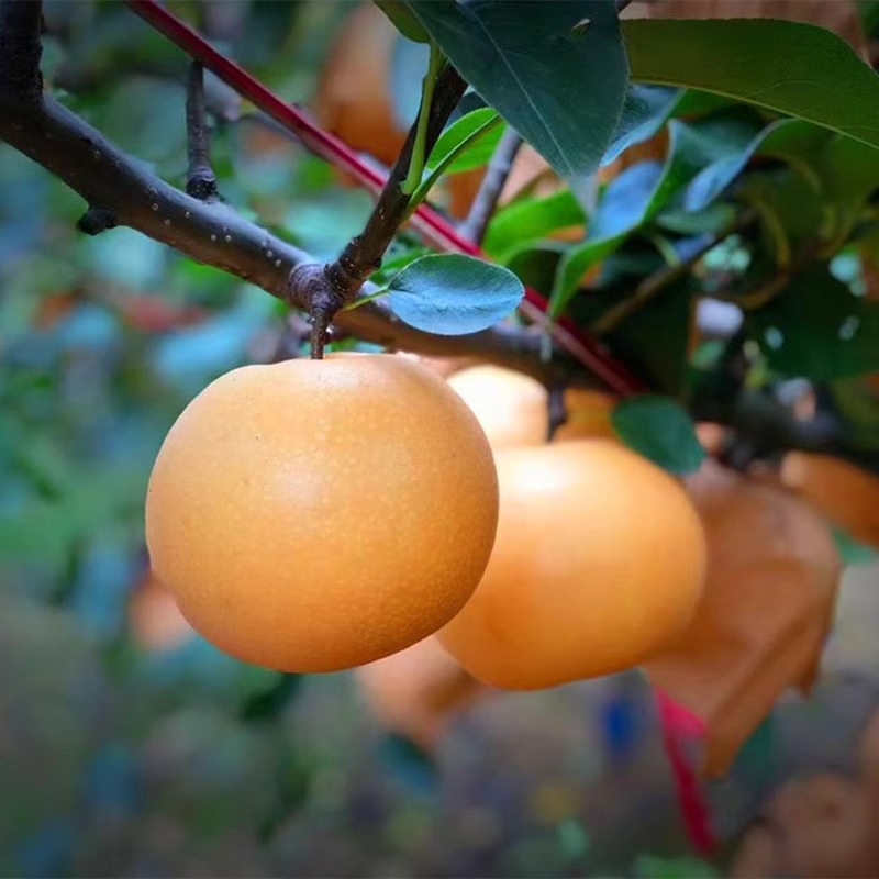 秋月梨树苗嫁接梨树果苗庭院梨子果树苗翠冠梨南北方种植当年结果 - 图1