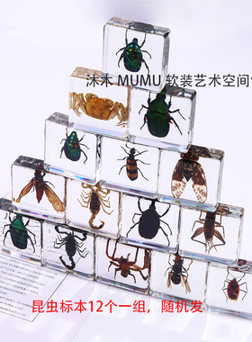 沐木软装植物标本实验室组合摆件