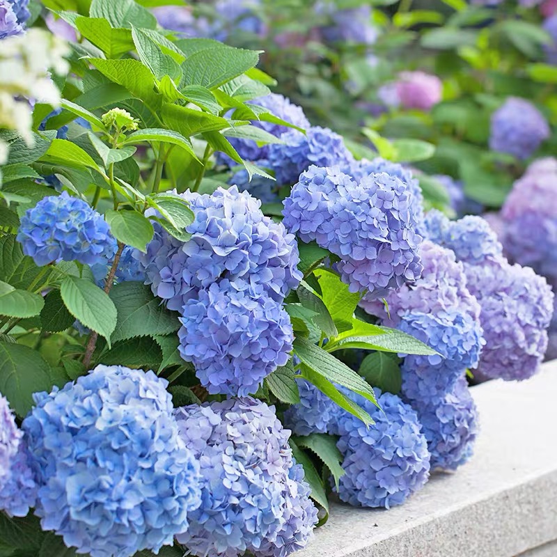 绣球花苗盆栽花卉植物室内好养的花四季开花不断无尽夏大花易成活 - 图1