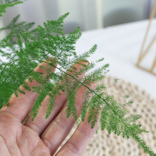 绿植盆栽大文竹办公室内客厅净化空气花卉易活植物盆景好养植物花 - 图1