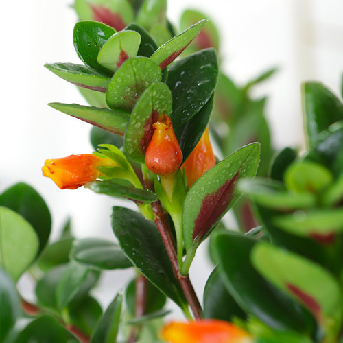 金鱼吊兰盆栽四季观花植物金鱼花室内客厅观花植物豆瓣绿四季常青 - 图2