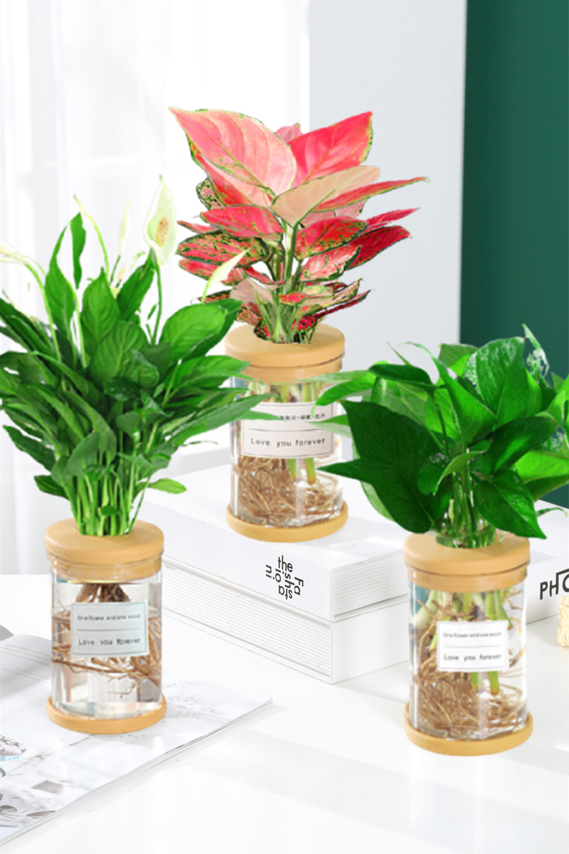 水培植物吉利红发财树绿萝花卉室内盆栽多肉绿植物富贵文竹薄荷养