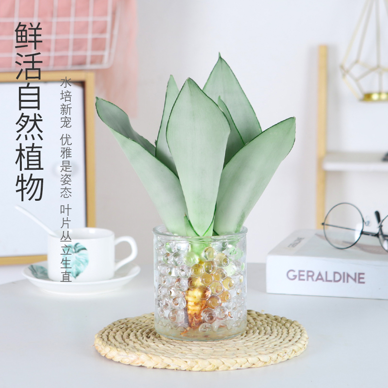 水培白玉兰虎皮兰小盆栽好养易活水养植物办公室内桌面绿植客厅
