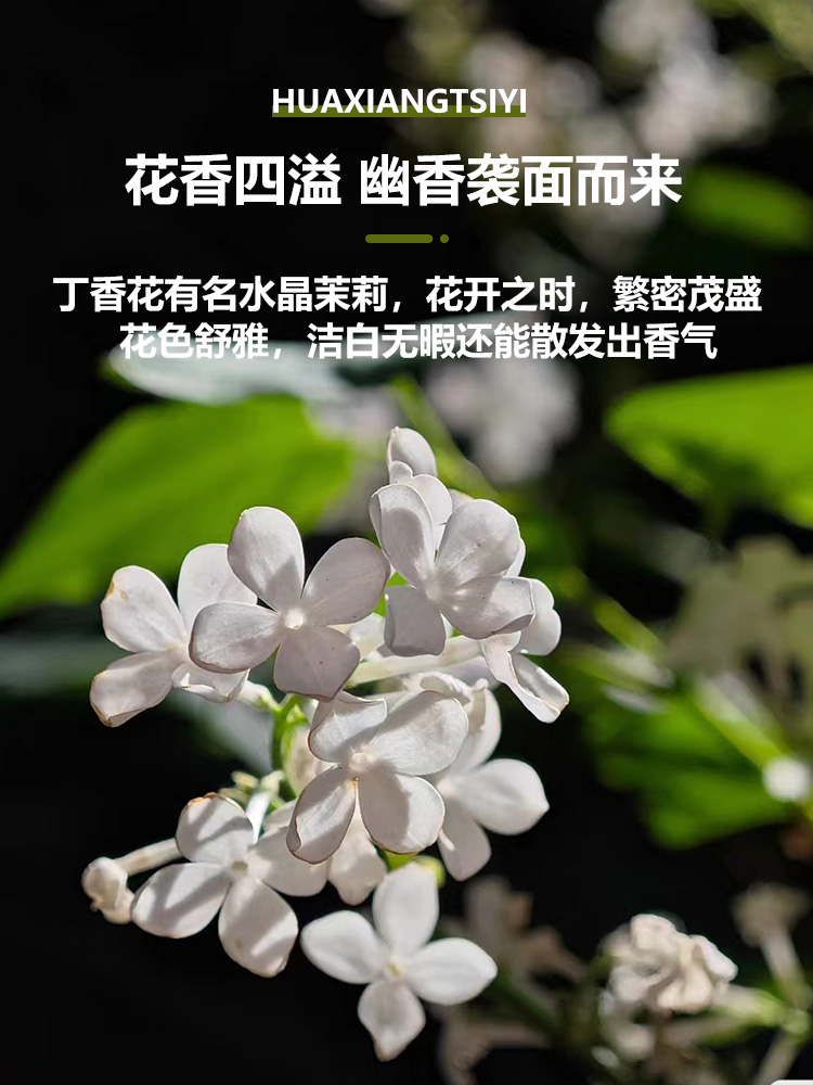 丁香花树苗水晶茉莉花卉盆栽室内花易活四季绿植阳台室内浓香 - 图2