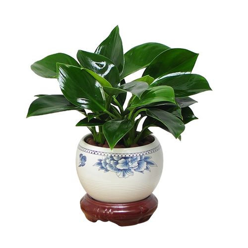 铂金钻盆栽绿萝箩花卉植物室内花水培绿植多肉好养发财树高颜值花 - 图3