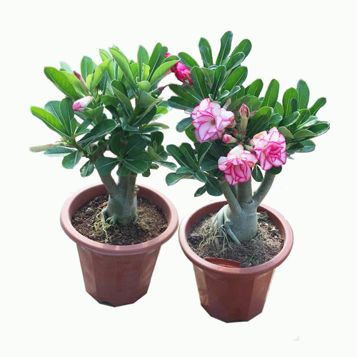 重瓣沙漠玫瑰花苗盆栽四季花卉绿植物老桩室内阳台小盆景开花不断 - 图3
