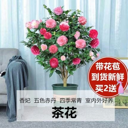 香妃山茶花盆栽带花苞五色赤丹花卉植物室内好养茶花树苗四季开花