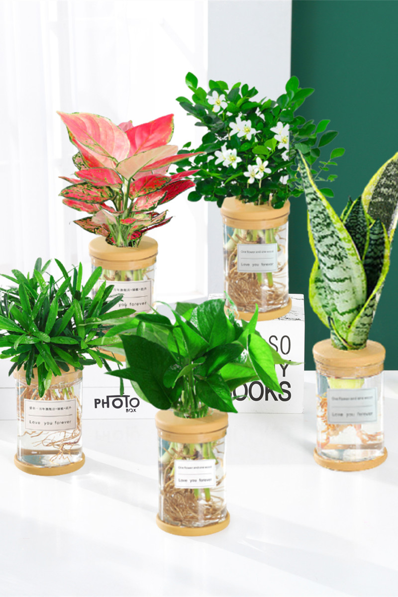 水培植物吉利红发财树绿萝花卉室内盆栽多肉绿植物富贵文竹薄荷养