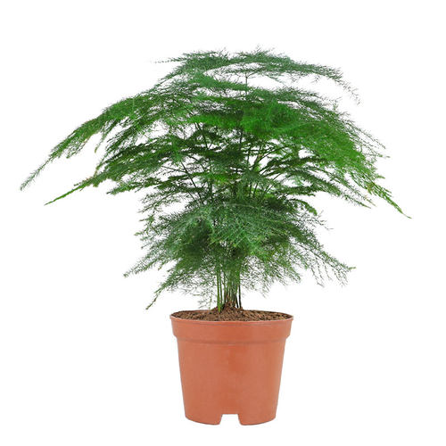 绿植盆栽大文竹办公室内客厅净化空气花卉易活植物盆景好养植物花 - 图3