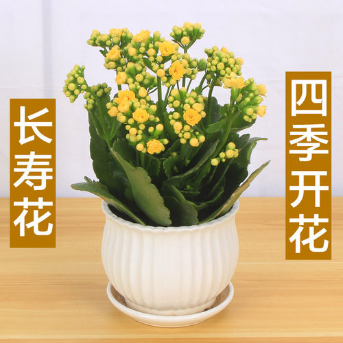 长寿花盆栽重瓣花苗四季开花的花带花苞观花植物室内大盆花卉好养 - 图2