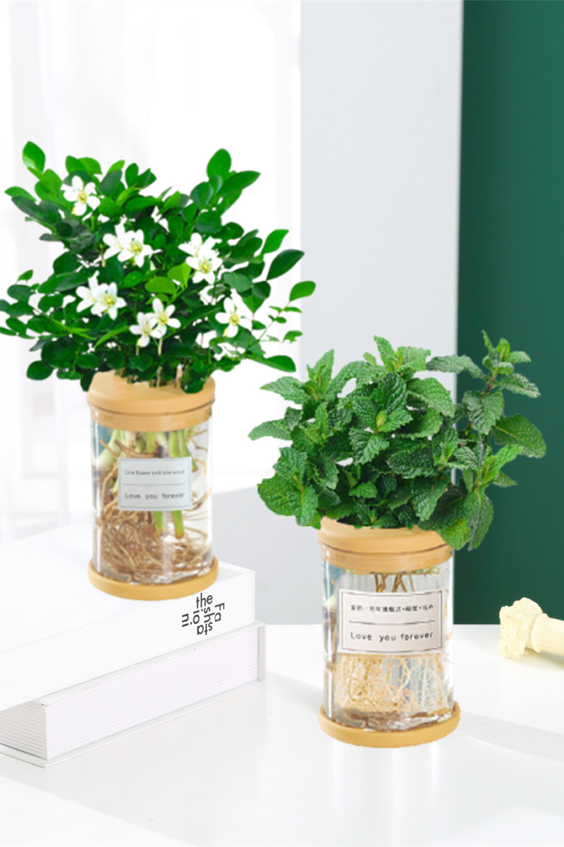 水培植物吉利红发财树绿萝花卉室内盆栽多肉绿植物富贵文竹薄荷养