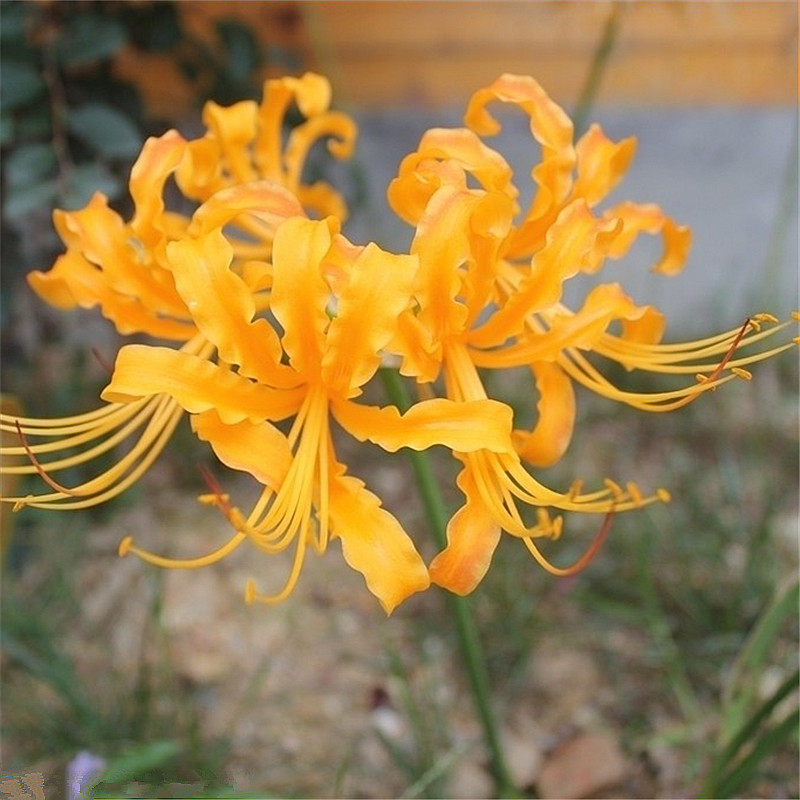 彼岸花种球十颗曼珠沙华石蒜种子花卉阳台室内盆栽绿植曼陀罗球根 茜羽花艺坊 淘优券