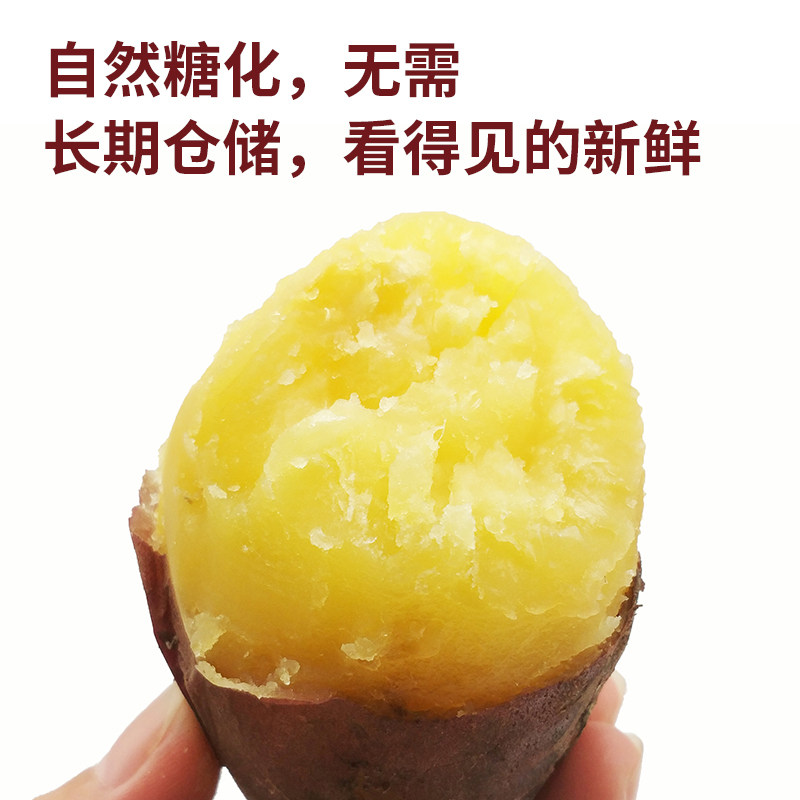 康沙金手指5斤促销包邮 康沙金手指番薯