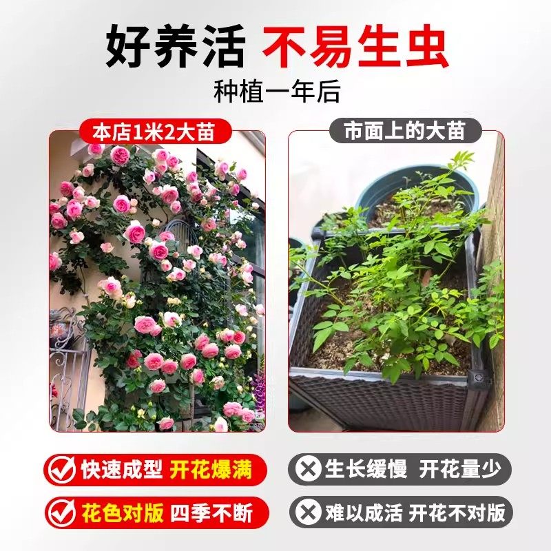 月季花苗特大花浓香蔷薇花苗爬藤植物四季开花庭院别墅好养活盆栽,淘宝优惠券,粉丝福利购,淘宝优惠卷