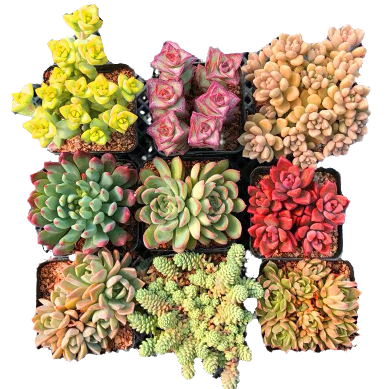 菲凡06多肉植物精品大颗稀有老桩清仓大多肉雅乐之舞盆栽花卉绿植菲凡多肉 找特价