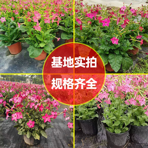 花烟草苗盆栽成都发货基地直供工程绿化阳台花卉好养易活好种植 - 图2