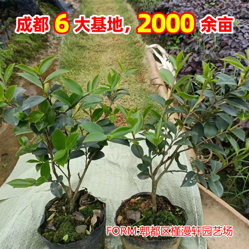 成都茶梅花树苗茶梅球高杆茶梅造型茶梅别墅庭院大型耐风景树盆栽 - 图1