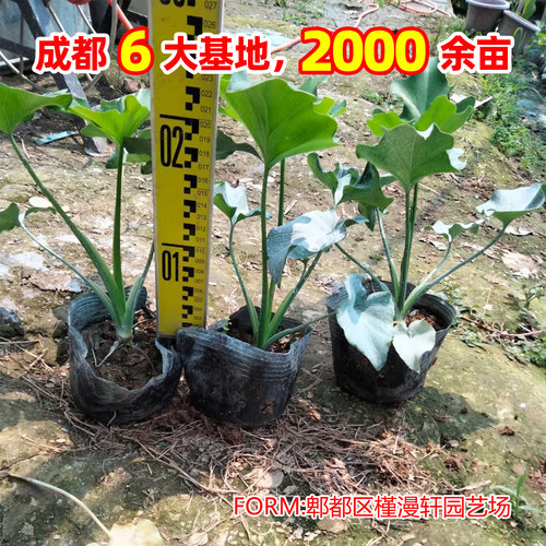 春羽春雨室内植物绿植盆栽绿化工程净化空气办公盆栽水培盆景花卉 - 图1