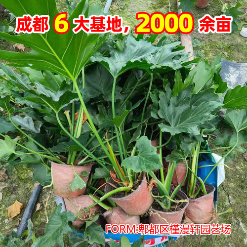 春羽春雨室内植物绿植盆栽绿化工程净化空气办公盆栽水培盆景花卉 - 图2