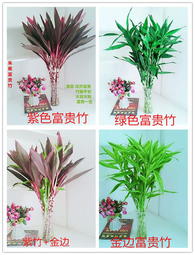 室内水养植物 金边富贵竹水培盆栽转运竹 紫竹 龙竹 紫色朱蕉绿植 - 图0