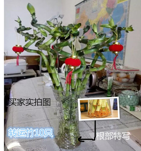 室内水养植物 金边富贵竹水培盆栽转运竹 紫竹 龙竹 紫色朱蕉绿植 - 图1