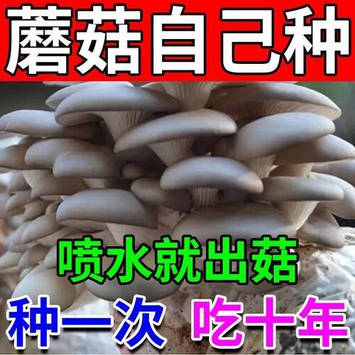 家庭自种蘑菇菌包【喷水就出菇】食用菌棒蘑菇种植包食用平菇菌种 - 图2