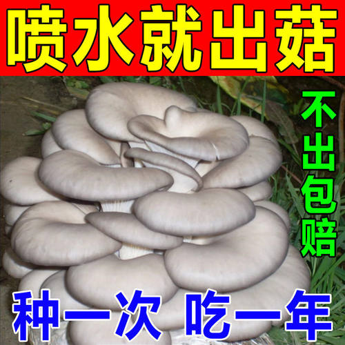家庭自种蘑菇菌包【喷水就出菇】食用菌棒蘑菇种植包食用平菇菌种 - 图3