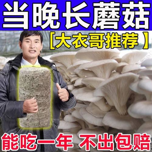 家庭自种蘑菇菌包【喷水就出菇】食用菌棒蘑菇种植包食用平菇菌种 - 图0