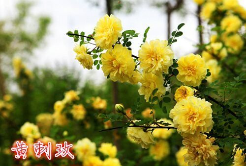 黄刺玫苗黄刺梅苗红刺玫苗庭院别墅重瓣耐寒耐旱工程绿化苗木 - 图1