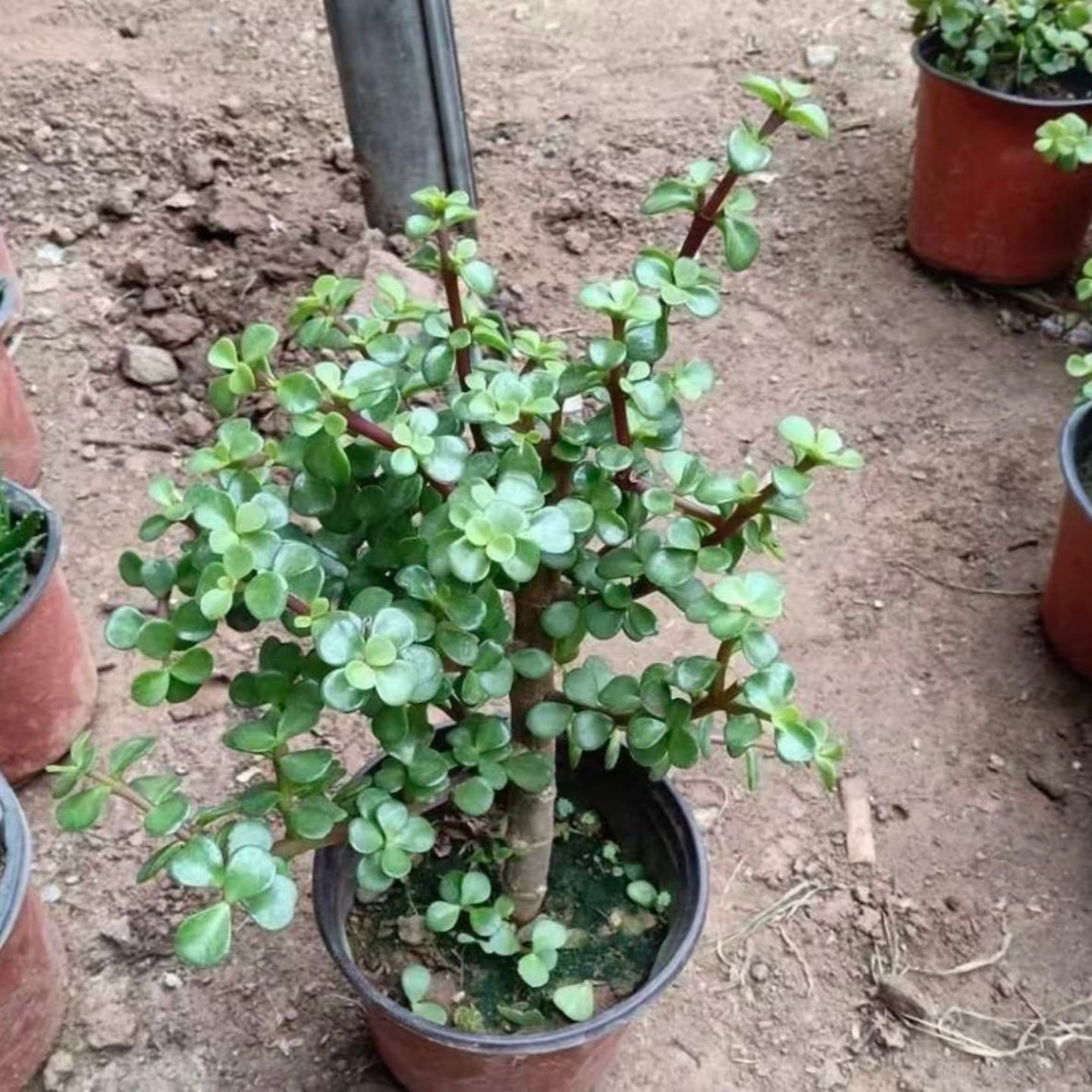 老桩金枝玉叶盆栽 绿植花卉多肉盆景马齿苋树客厅阳台观叶四季青,淘宝优惠券,粉丝福利购,淘宝优惠卷