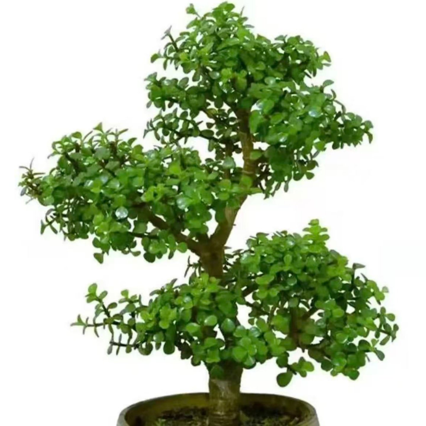 老桩金枝玉叶盆栽 绿植花卉多肉盆景马齿苋树客厅阳台观叶四季青,淘宝优惠券,粉丝福利购,淘宝优惠卷